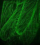 Confocal image of cortical microtubules in Arabidopsis cells.